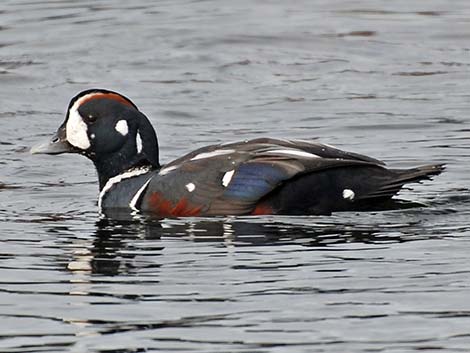 Harlequin Duck (Histrionicus histrionicus)