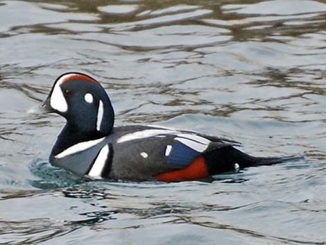 Harlequin Duck (Histrionicus histrionicus)