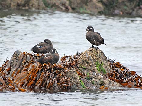 Harlequin Duck (Histrionicus histrionicus)