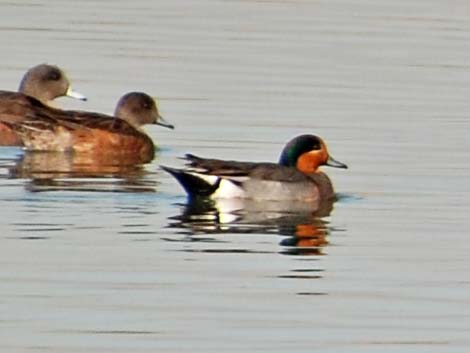 Wild Hybrid Duck (Anas)