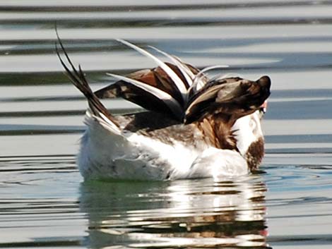 Long-tailed Duck (Clangula hyemalis)