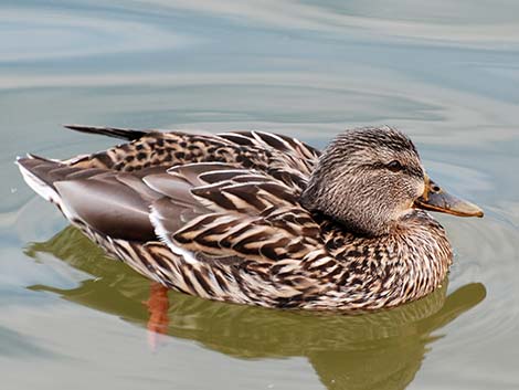 Mallard (Anas platyrhynchos)