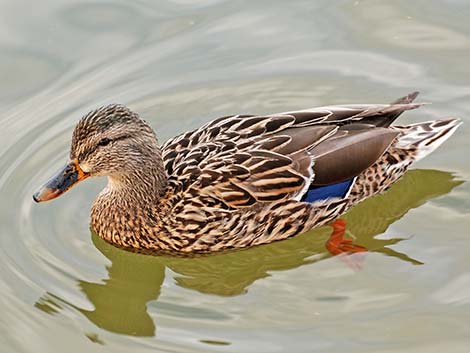 Mallard (Anas platyrhynchos)