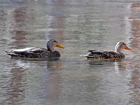 Mexican Duck (Anas diazi)