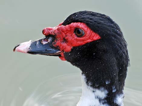 Muscovy Duck (Cairina moschata)