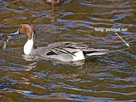 Northern Pintail (Anas acuta)