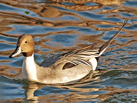 Northern Pintail (Anas acuta)