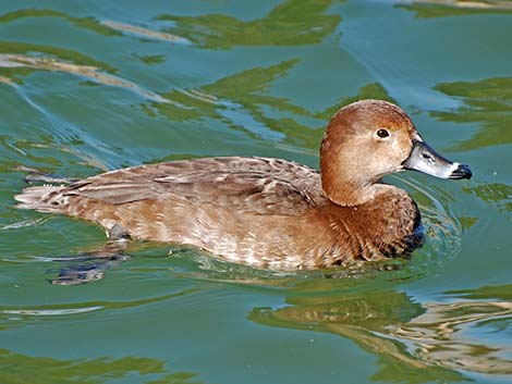 Redhead (Aythya americana)