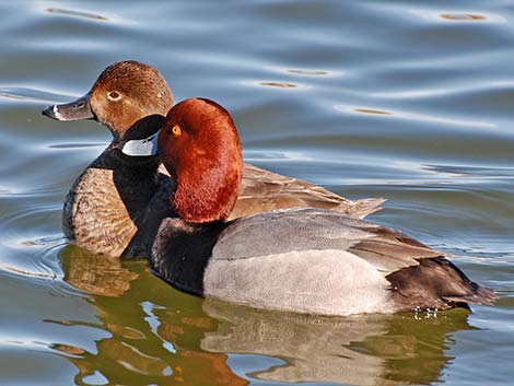 Redhead (Aythya americana)