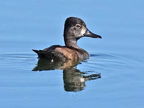 Ring-necked Duck (Aythya collaris)