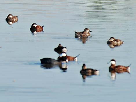 Ruddy Duck (Oxyura jamaicensis)