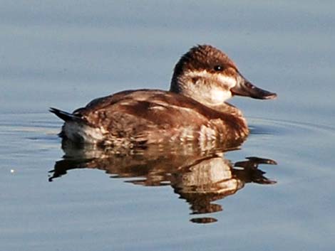 Ruddy Duck (Oxyura jamaicensis)