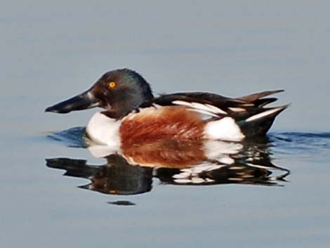 Northern Shoveler (Anas clypeata)