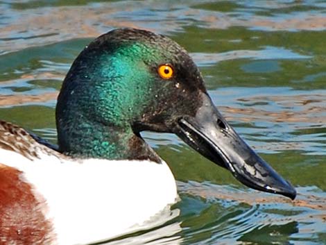 Northern Shoveler (Anas clypeata)