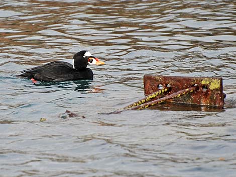 Surf Scoter (Melanitta perspicillata)