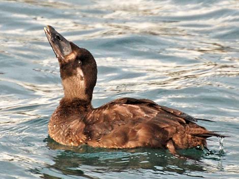 Surf Scoter (Melanitta perspicillata)