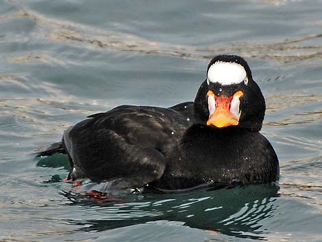 Surf Scoter (Melanitta perspicillata)