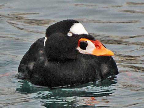 Surf Scoter (Melanitta perspicillata)