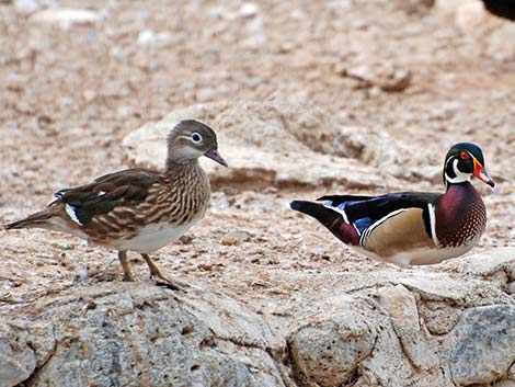 Wood Duck (Aix sponsa)