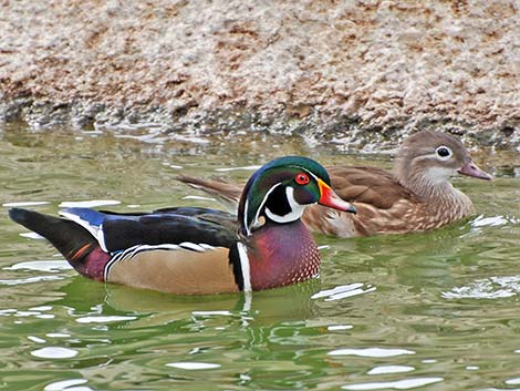 Wood Duck (Aix sponsa)