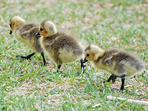 Canada Goose (Branta canadensis)