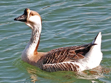 Chinese Goose (Anser cygnoides)