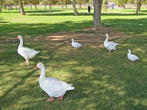 Ross' Goose (Chen rossii)