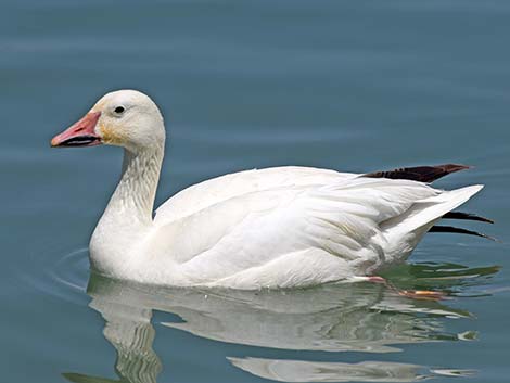 Snow Goose (Chen caerulescens)