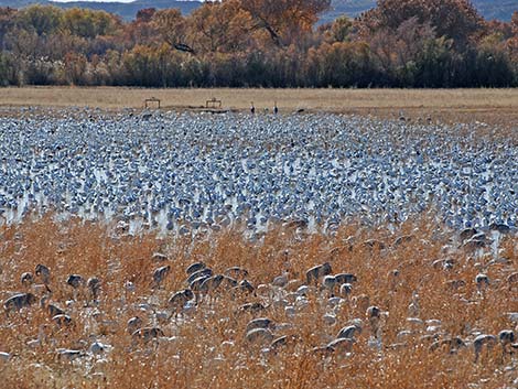 Snow Goose (Chen caerulescens)