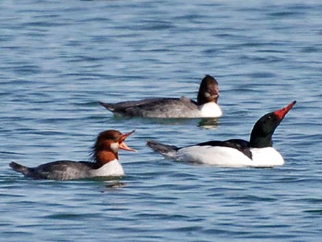 Common Merganser (Mergus merganser)