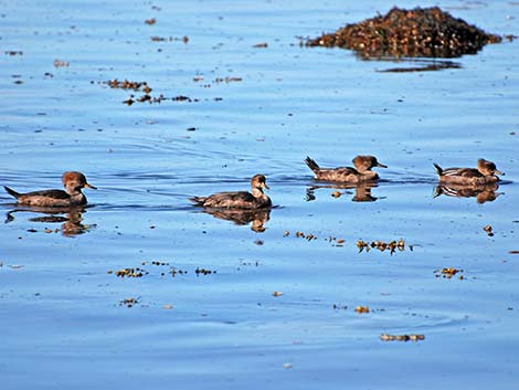 Hooded Merganser (Lophodytes cucullatus)