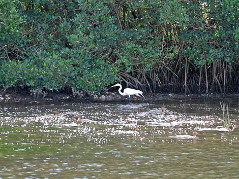 Red-breasted Merganser (Mergus serrator)