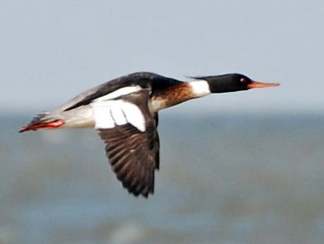 Red-breasted Merganser (Mergus serrator)