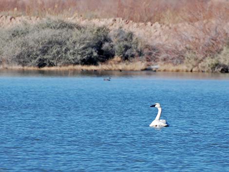 Trumpeter Swan (Cygnus buccinator)