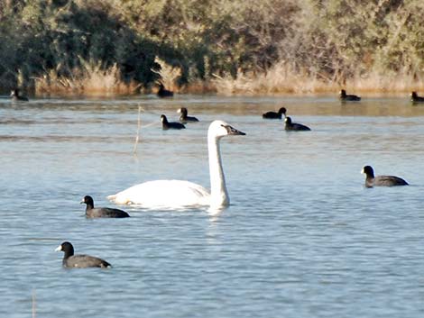 Trumpeter Swan (Cygnus buccinator)