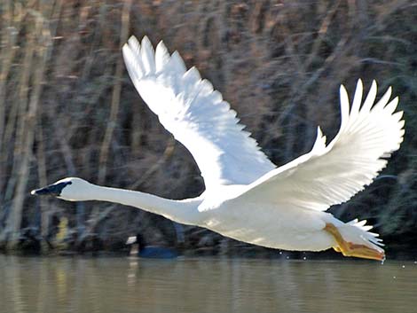 Trumpeter Swan (Cygnus buccinator)