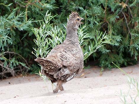 Dusky Grouse (Dendragapus obscurus)