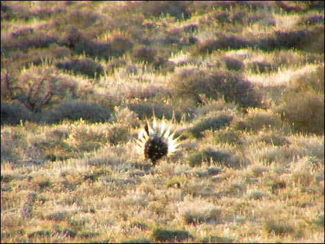 Gunnison Sage-Grouse (Centrocercus minimus)