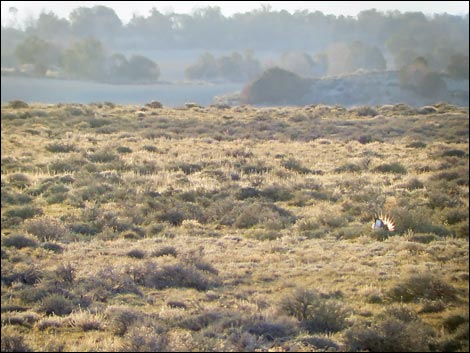 Gunnison Sage-Grouse (Centrocercus minimus)