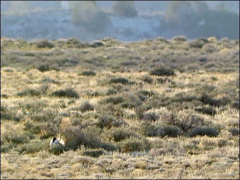 Gunnison Sage-Grouse (Centrocercus minimus)