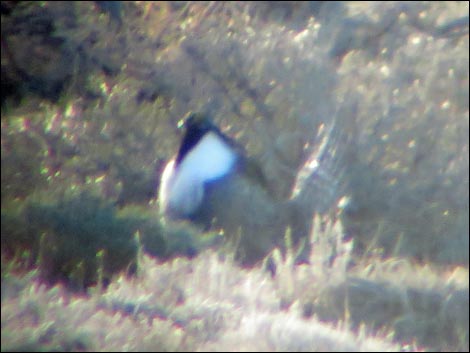 Gunnison Sage-Grouse (Centrocercus minimus)