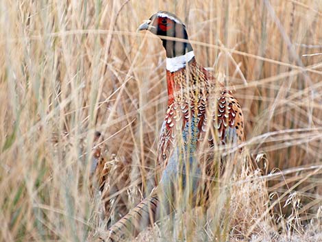 Ring-necked Pheasant (Phasianus colchicus)