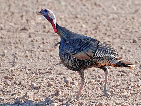 Wild Turkey (Meleagris gallopavo)