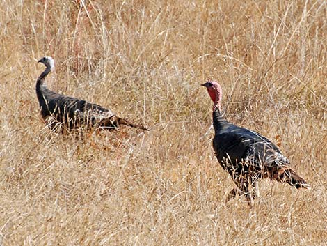 Wild Turkey (Meleagris gallopavo)