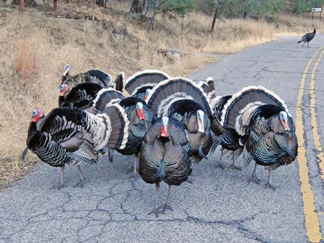 Wild Turkey (Meleagris gallopavo)