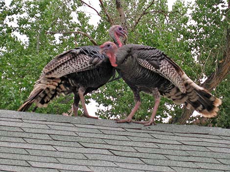 Wild Turkey (Meleagris gallopavo)