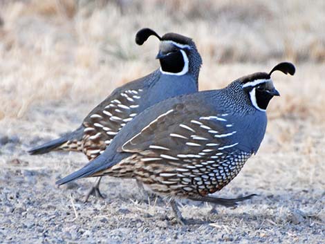 California Quail (Callipepla californica)