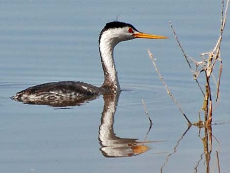 Clark's Grebe (Aechmophorus clarkii)