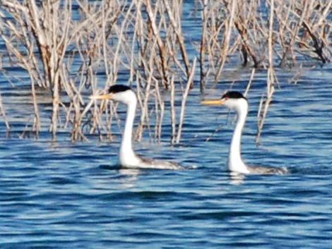 Clark's Grebe (Aechmophorus clarkii)