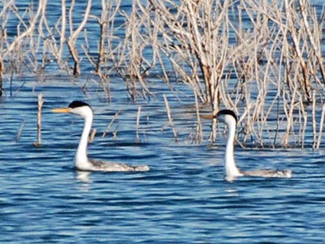 Clark's Grebe (Aechmophorus clarkii)